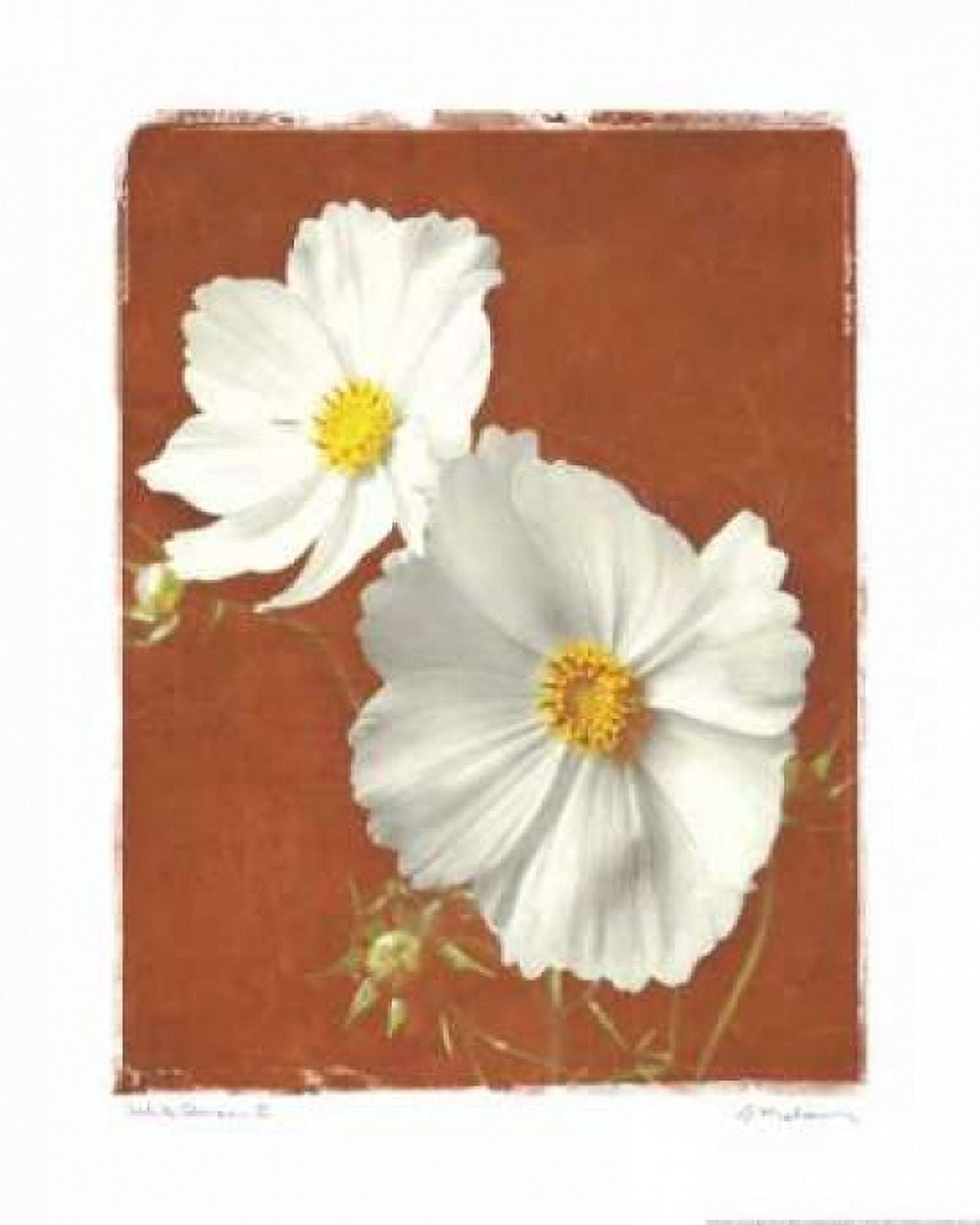 Posterazzi White Cosmos II Canvas Art - Amy Melious (24 x 30)
