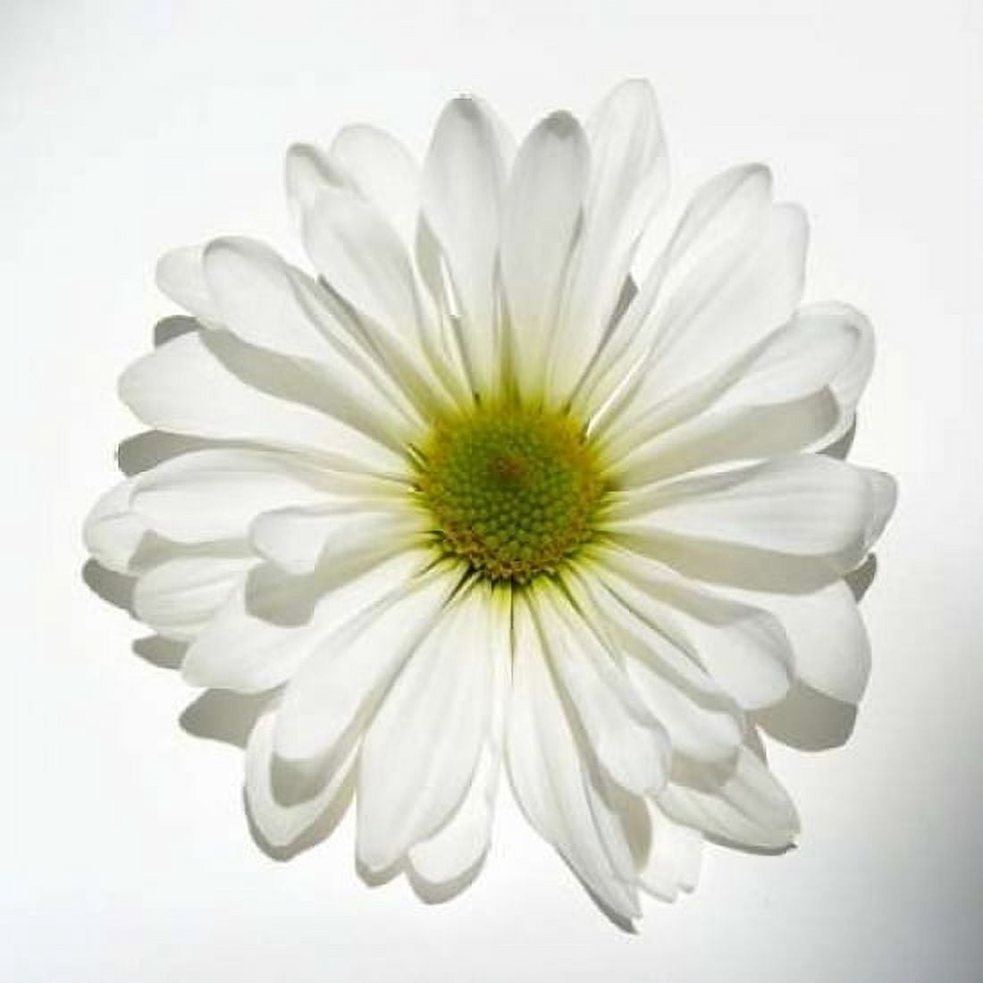 Posterazzi White Daisy Canvas Art - Gail Peck (24 x 24)