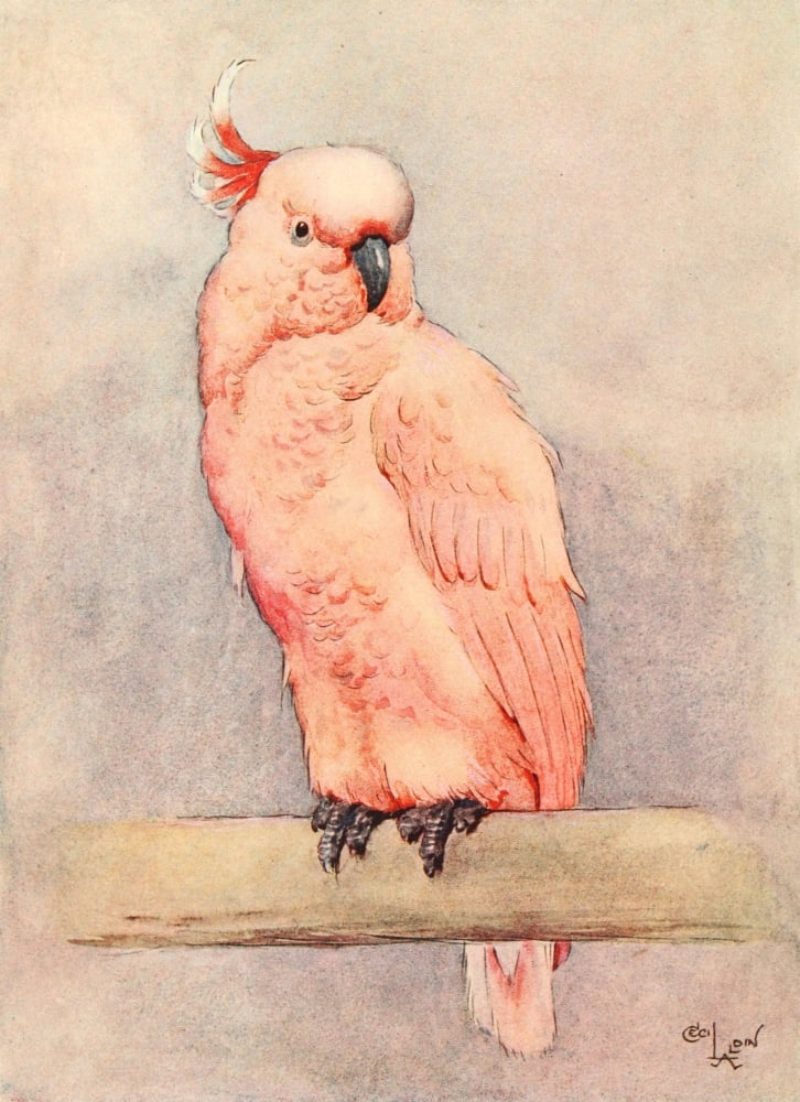 Posterazzi White Ear & Peter 1912 Pink Cockatiel Canvas Art - Cecil Aldin (24 x 36)