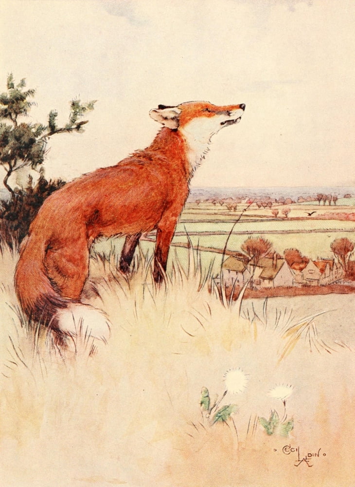 Posterazzi White Ear & Peter 1912 The fox Canvas Art - Cecil Aldin (24 x 36)