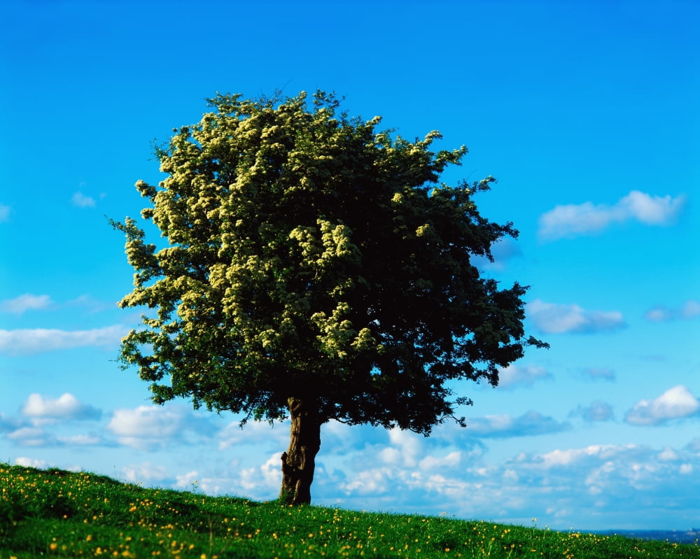 Posterazzi White Hawthorn Tree Canvas Art - The Irish Image Collection Design Pics (34 x 26)