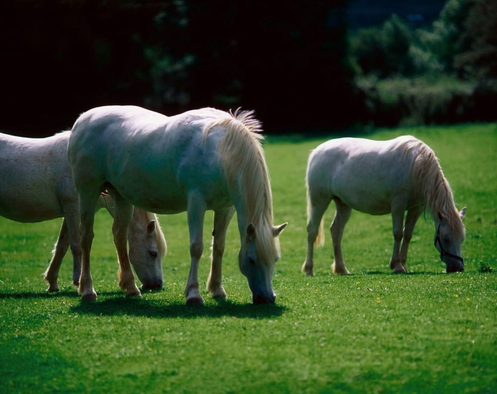 Posterazzi White Horses Ireland Canvas Art - The Irish Image Collection Design Pics (34 x 26)