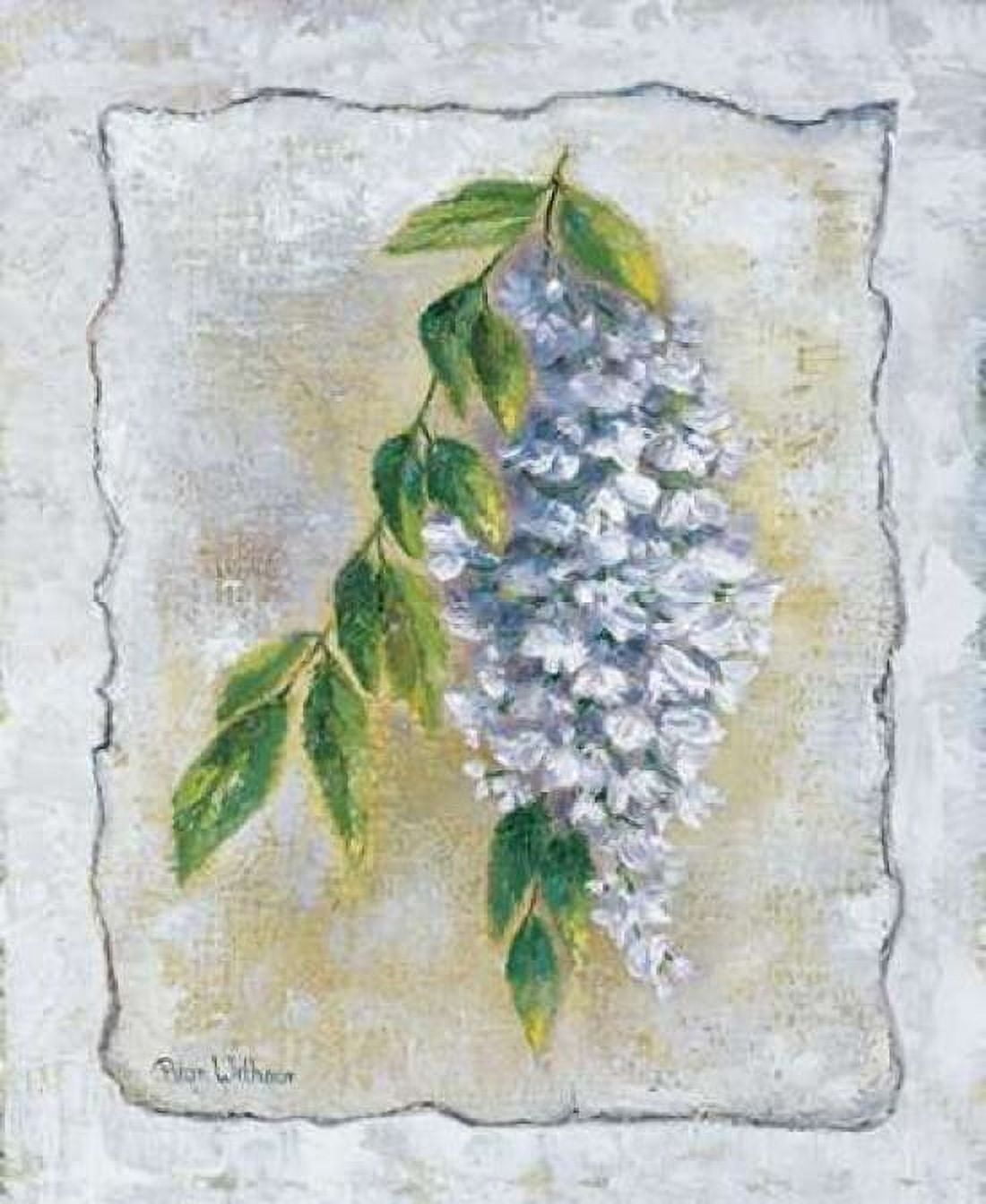 Posterazzi White Laburnum Canvas Art - Rian Withaar (20 x 24)