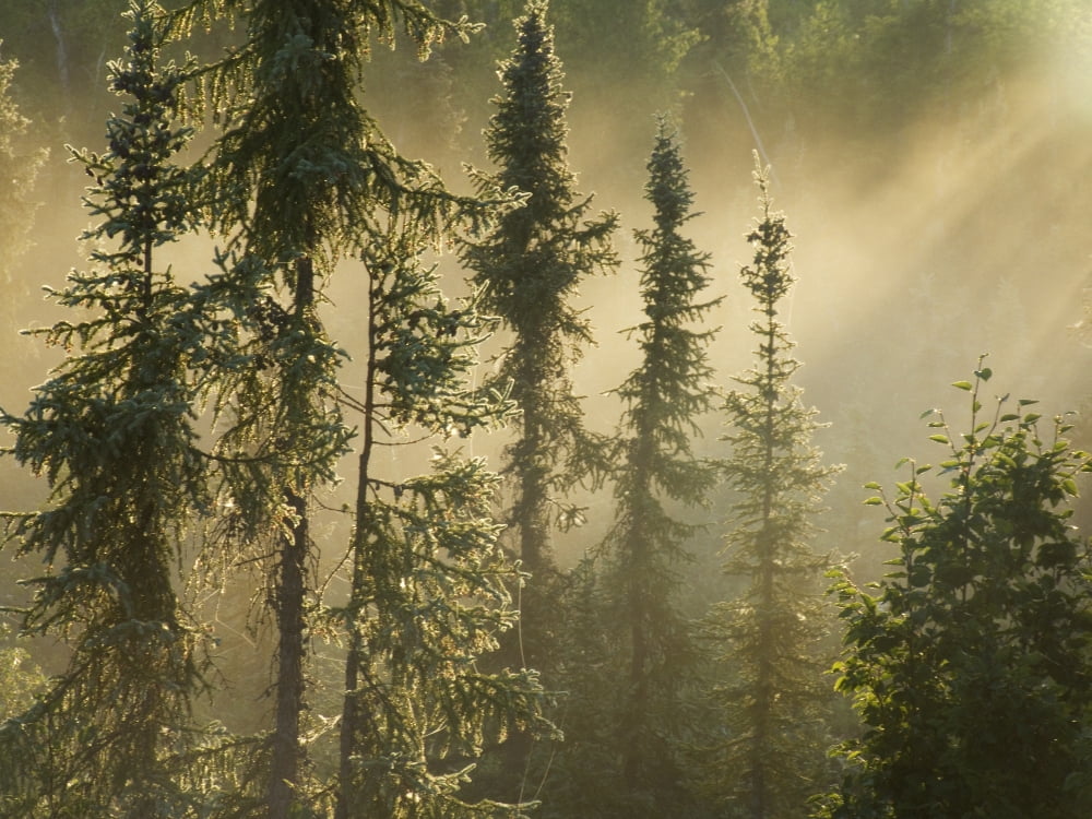 Posterazzi White Spruce In Mist At Sunrise Along The Dempster Road Yukon Canvas Art - Philippe Henry Design Pics (32 x 24)