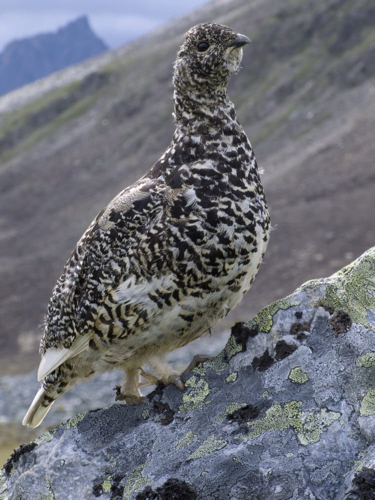 Posterazzi White-Tailed Ptarmigan (Lagopus Leucurus) Tombstone Territorial Park Yukon Canvas Art - Philippe Henry Design Pics (24 x 32)