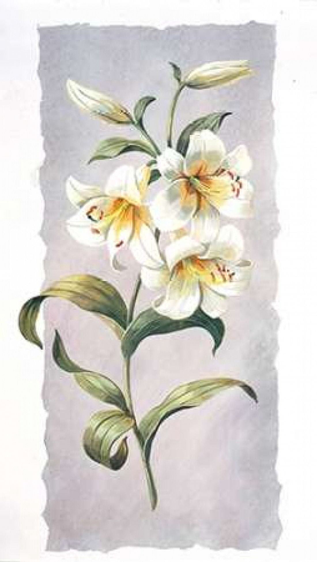 Posterazzi White lily Canvas Art - Krysztov Kumorek (24 x 36)