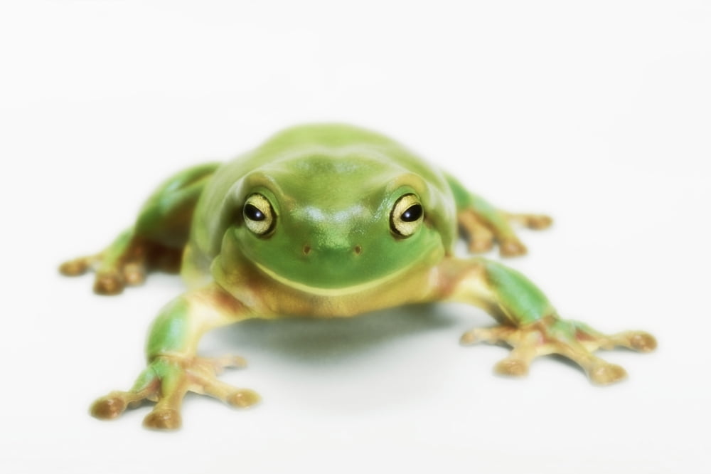 Posterazzi Whites tree frog (litoria caerulea)British columbia canada Canvas Art - Thomas Kitchin & Victoria Hurst Design Pics (38 x 24)