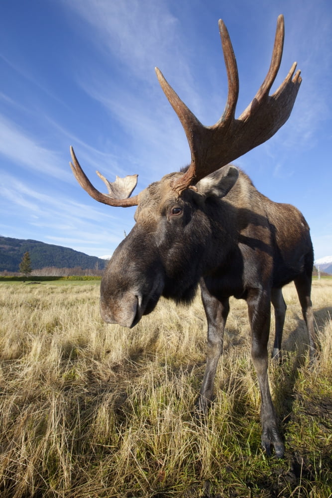 Posterazzi A Wide-Angle Close-Up View Of A Bull Moose At The Alaska Widllife Conservation Center Southcentral Alaska Autumn Captive Canvas Art - Doug Lindstrand Design Pics (24 x 38)