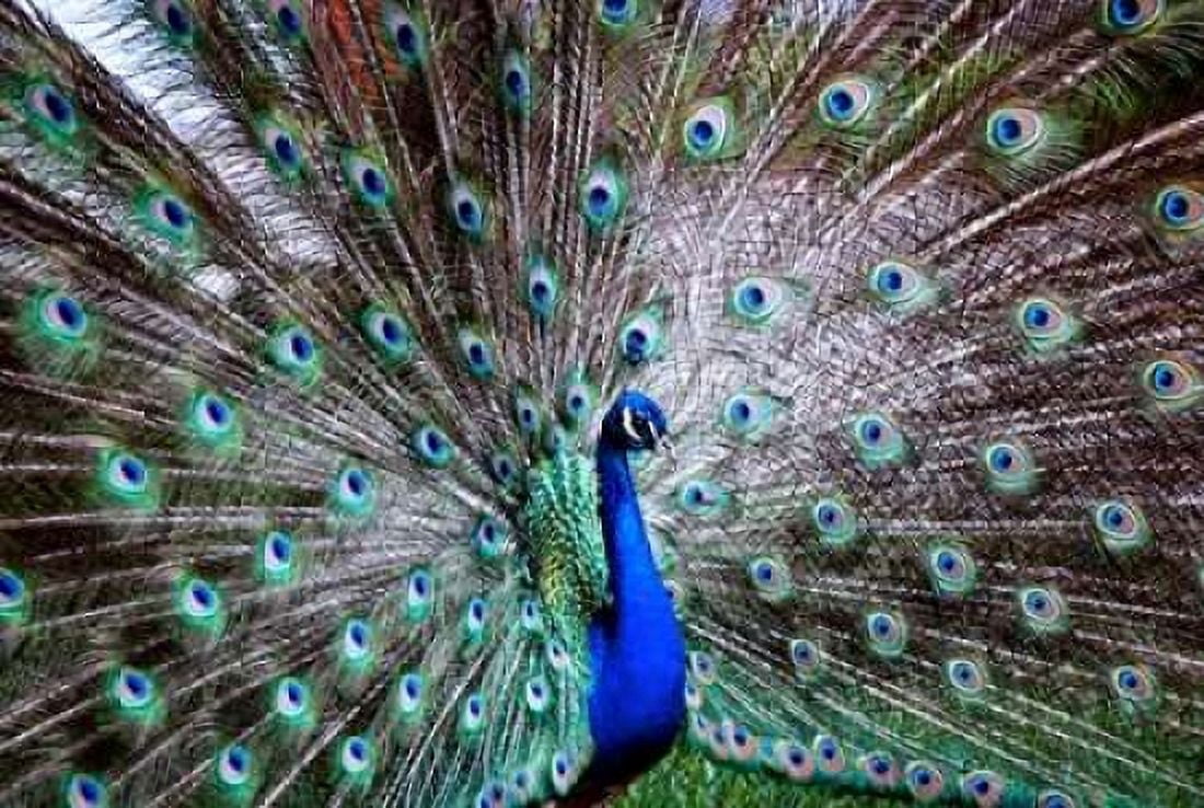 Posterazzi Wild Beauty II Canvas Art - Gail Peck (20 x 28)