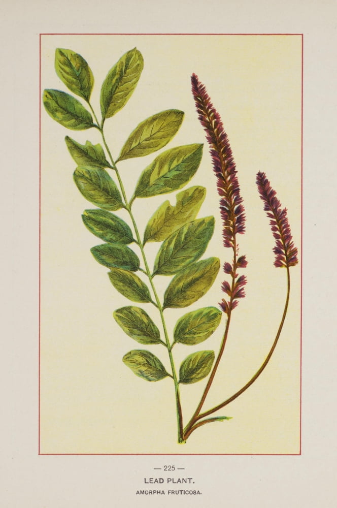 Posterazzi Wild Flowers of America 1894 Lead Plant Canvas Art - Unknown (24 x 36)