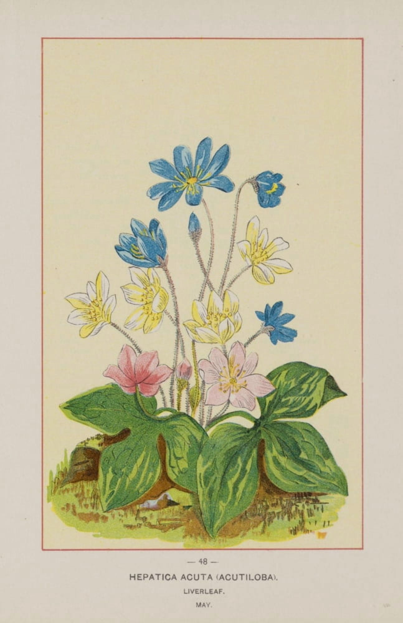 Posterazzi Wild Flowers of America 1894 Liverleaf Canvas Art - Unknown (24 x 36)