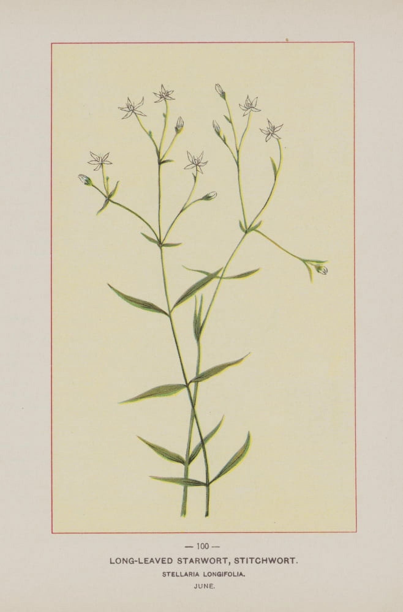 Posterazzi Wild Flowers of America 1894 Long-leaved Starwort Canvas Art - Unknown (24 x 36)