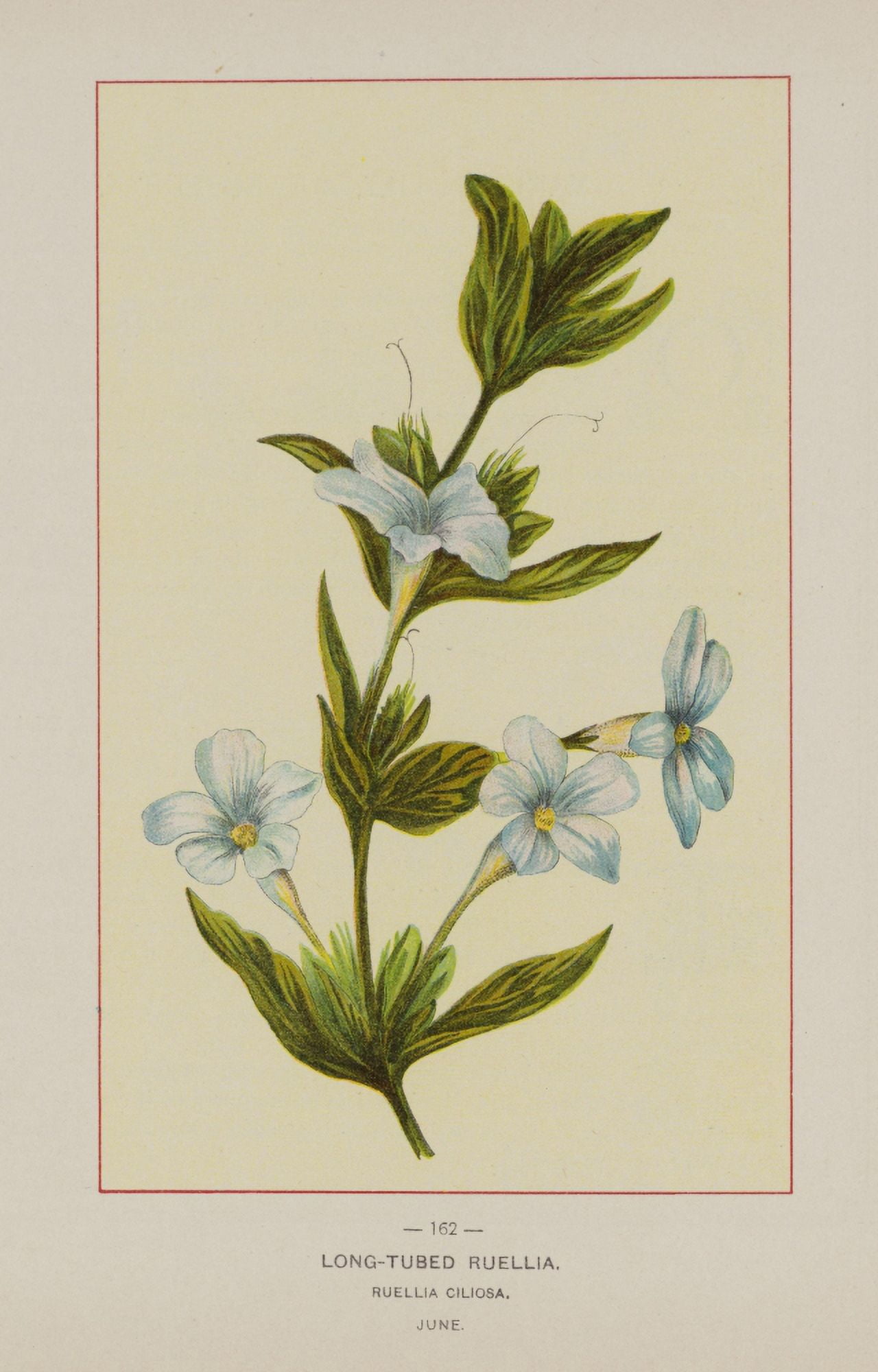 Posterazzi Wild Flowers of America 1894 Long-tubed Ruellia Canvas Art - Unknown (24 x 36)