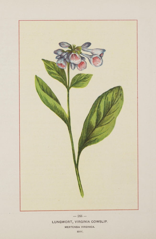 Posterazzi Wild Flowers of America 1894 Lungwort Canvas Art - Unknown (24 x 36)
