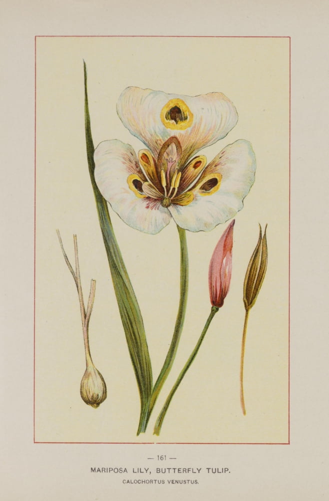 Posterazzi Wild Flowers of America 1894 Mariposa Lily Canvas Art - Unknown (24 x 36)
