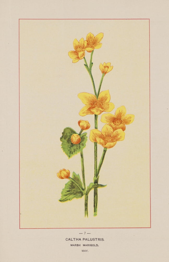 Posterazzi Wild Flowers of America 1894 Marsh Marigold Canvas Art - Unknown (24 x 36)