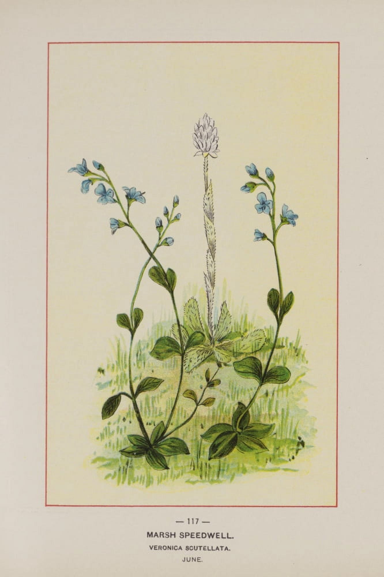 Posterazzi Wild Flowers of America 1894 Marsh Speedwell Canvas Art - Unknown (24 x 36)