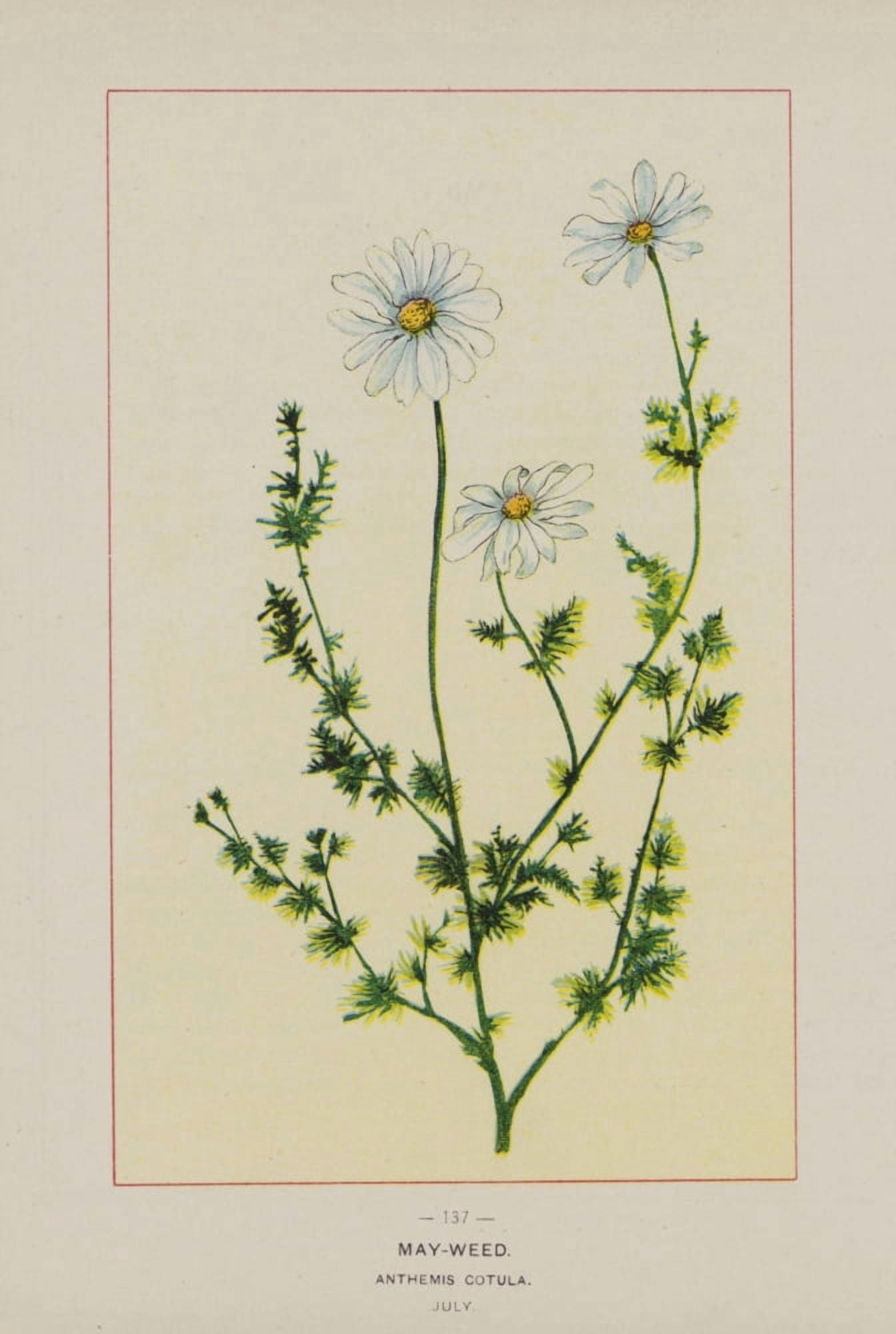 Posterazzi Wild Flowers of America 1894 May-weed Canvas Art - Unknown (24 x 36)