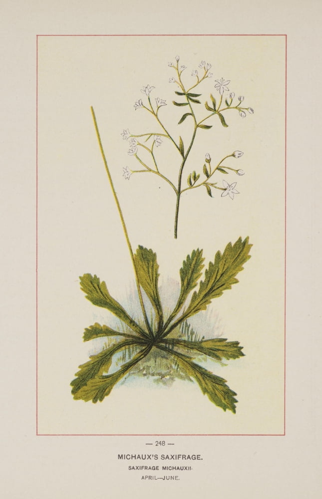 Posterazzi Wild Flowers of America 1894 Michauxs Saxifrage Canvas Art - Unknown (24 x 36)