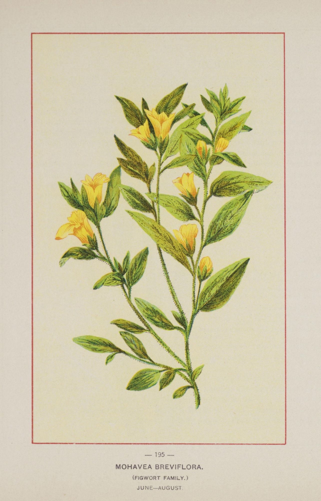 Posterazzi Wild Flowers of America 1894 Mohavea Breviflora Canvas Art - Unknown (24 x 36)