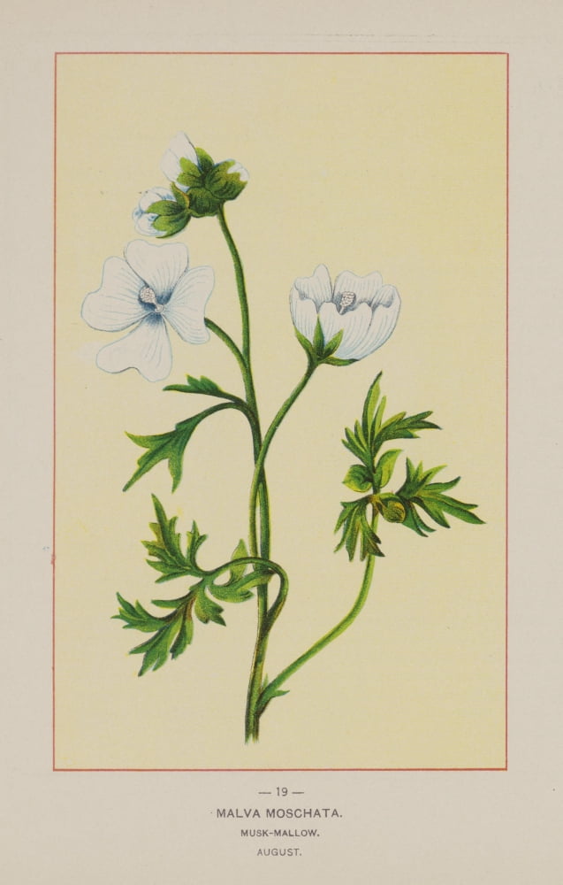 Posterazzi Wild Flowers of America 1894 Musk Mallow Canvas Art - Unknown (24 x 36)