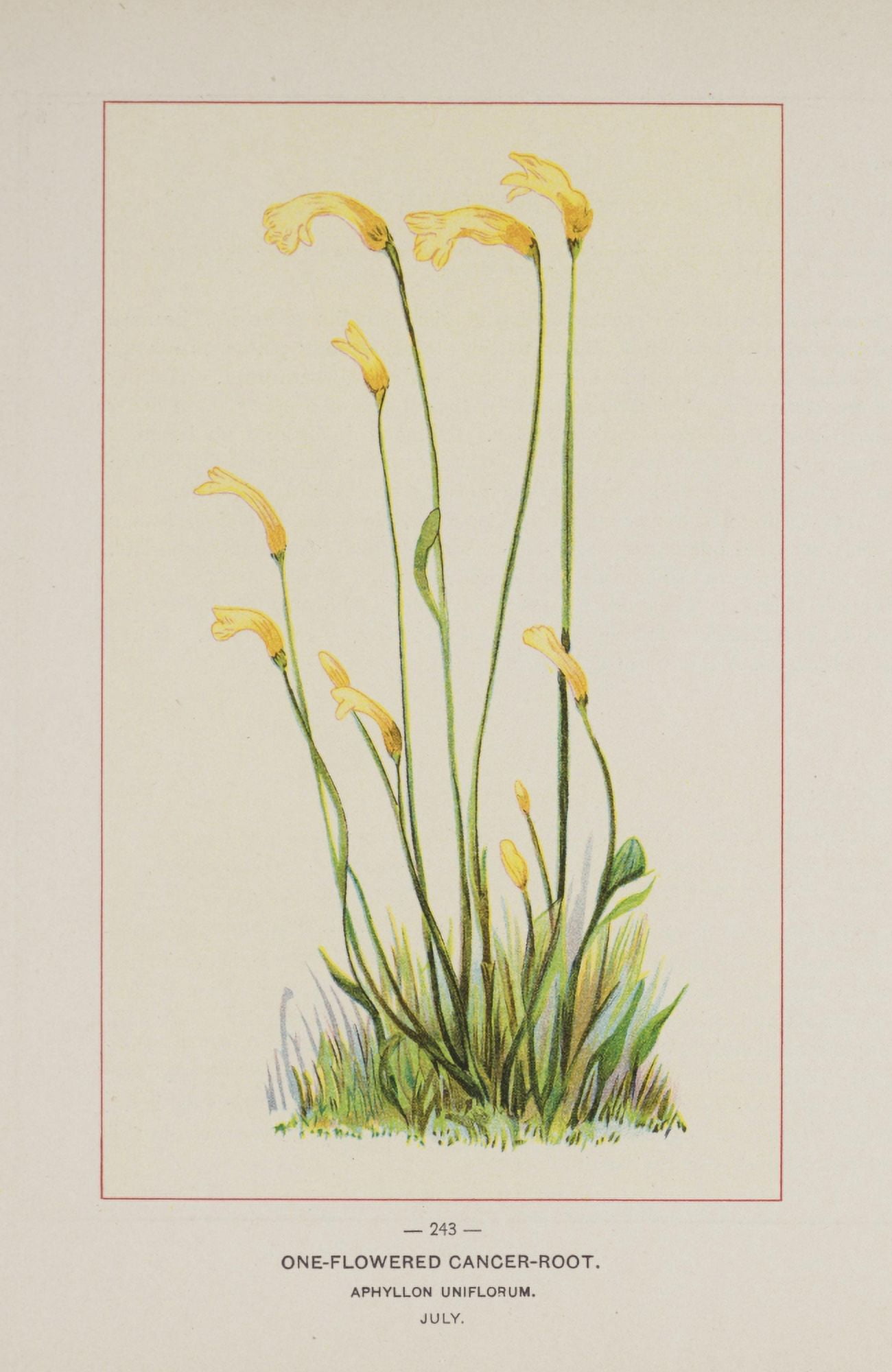 Posterazzi Wild Flowers of America 1894 One-flowered Cancer-root Canvas Art - Unknown (24 x 36)