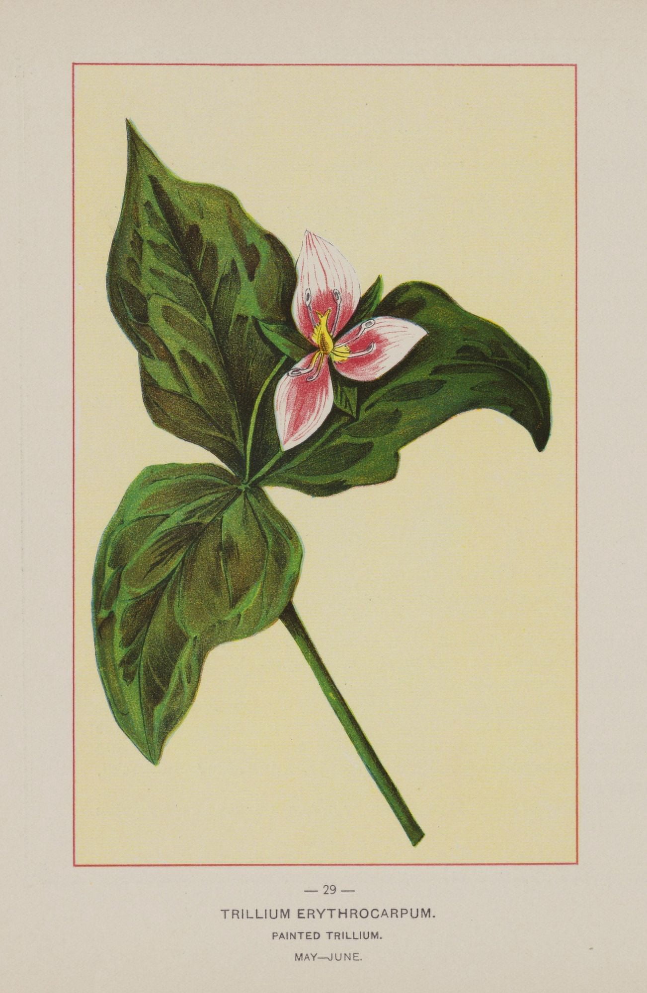 Posterazzi Wild Flowers of America 1894 Painted Trillium Canvas Art - Unknown (24 x 36)