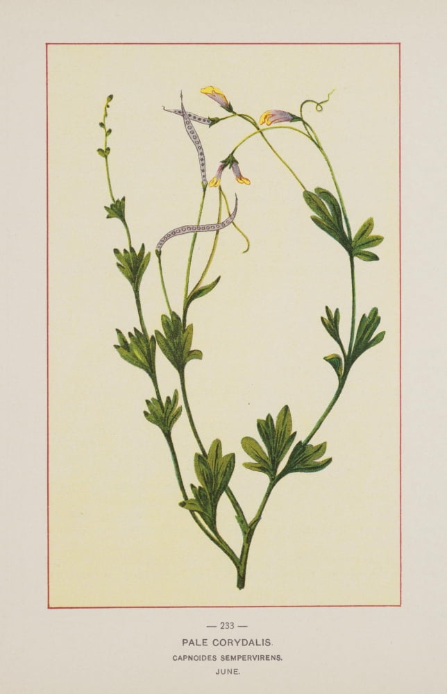 Posterazzi Wild Flowers of America 1894 Pale Corydalis Canvas Art - Unknown (24 x 36)