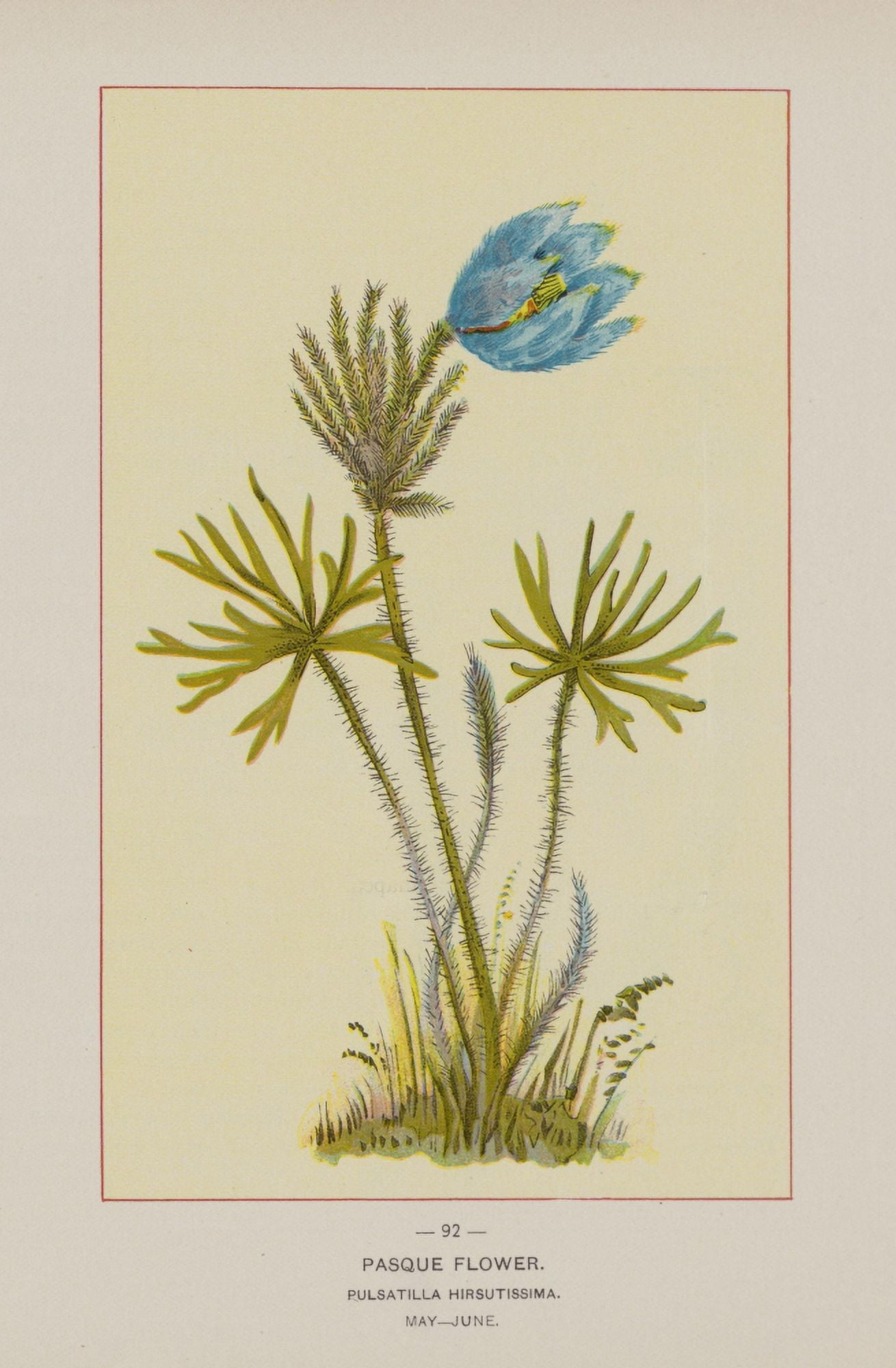 Posterazzi Wild Flowers of America 1894 Pasque Flower Canvas Art - Unknown (24 x 36)
