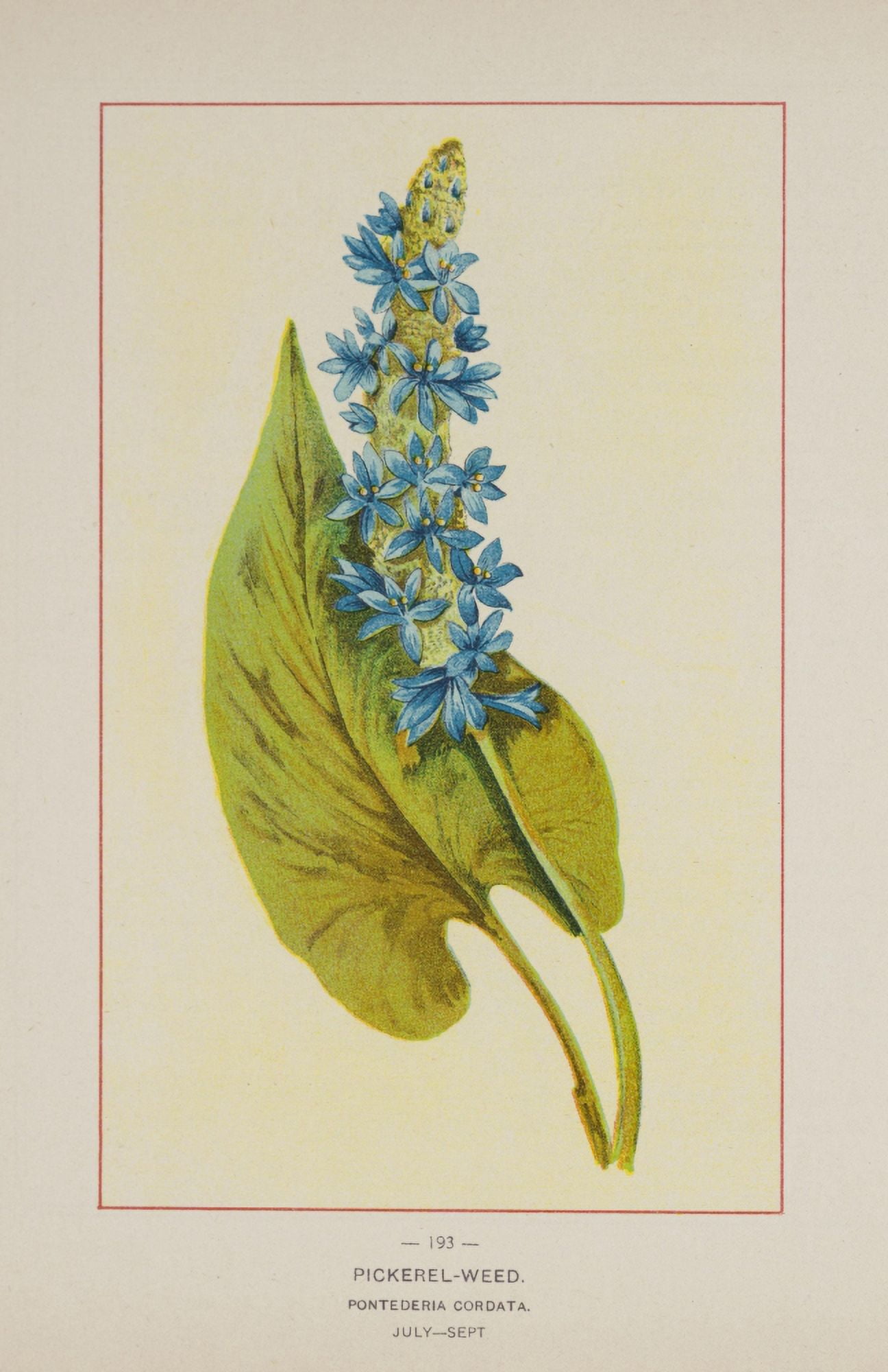 Posterazzi Wild Flowers of America 1894 Pickerel-weed Canvas Art - Unknown (24 x 36)