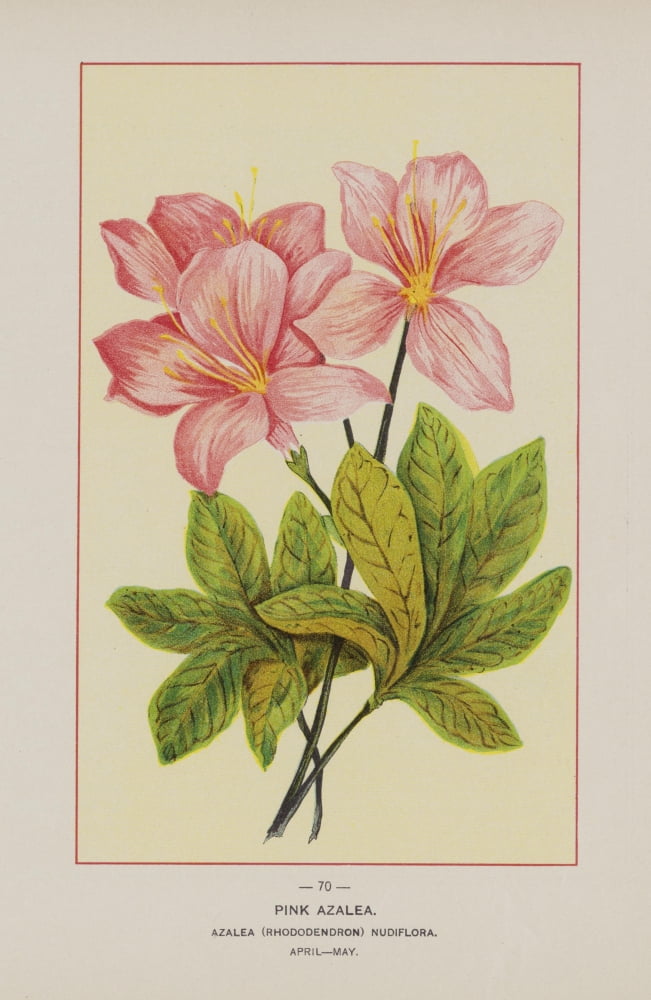 Posterazzi Wild Flowers of America 1894 Pink Azalea Canvas Art - Unknown (24 x 36)