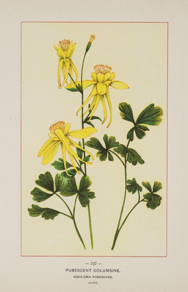 Posterazzi Wild Flowers of America 1894 Pubescent Columbine Canvas Art - Unknown (24 x 36)
