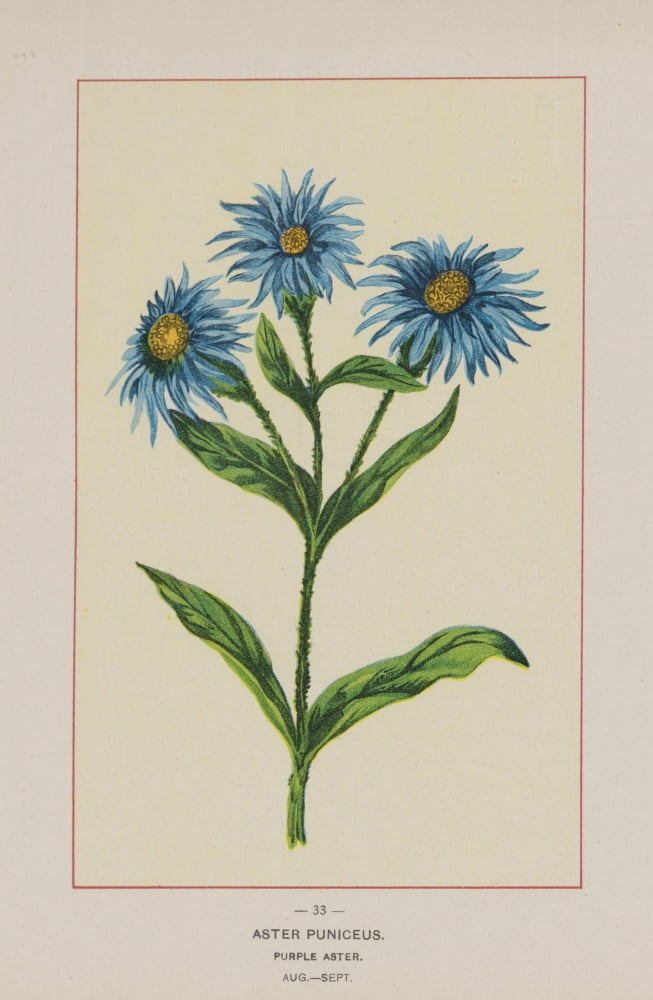 Posterazzi Wild Flowers of America 1894 Purple Aster Canvas Art - Unknown (24 x 36)