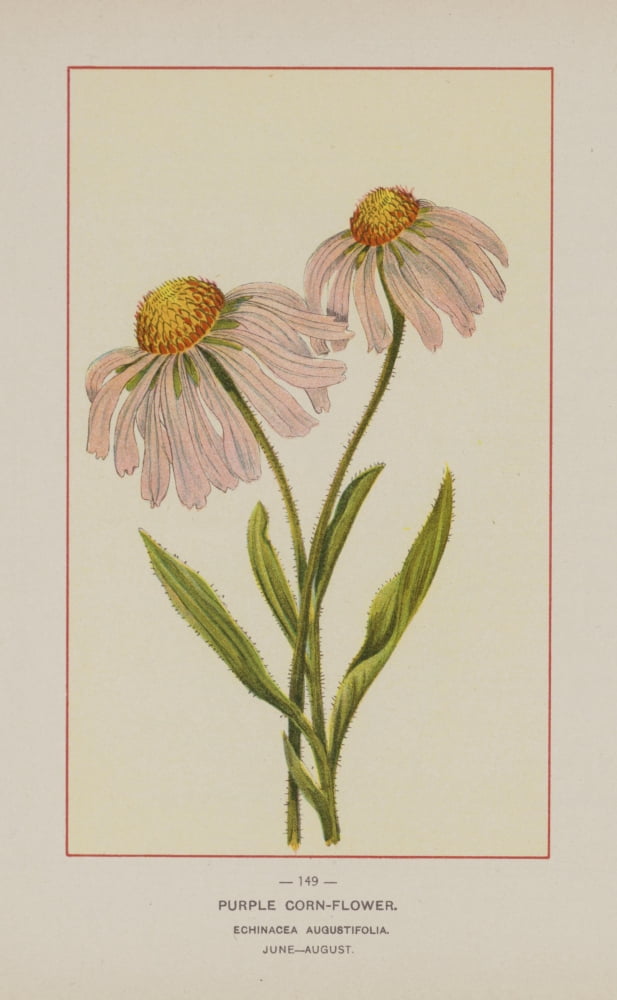 Posterazzi Wild Flowers of America 1894 Purple Corn-flower Canvas Art - Unknown (24 x 36)
