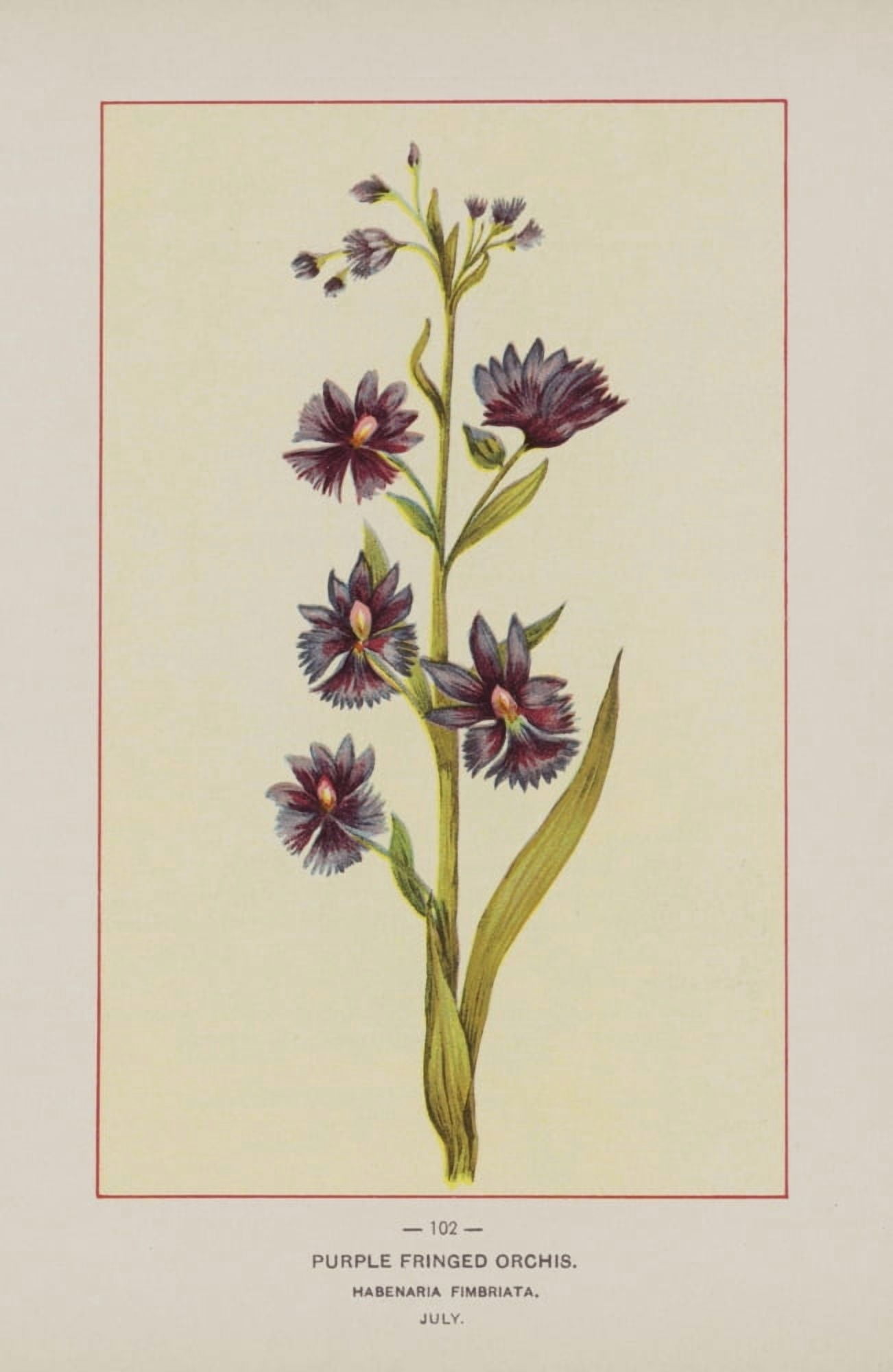 Posterazzi Wild Flowers of America 1894 Purple Fringed Orchis Canvas Art - Unknown (24 x 36)