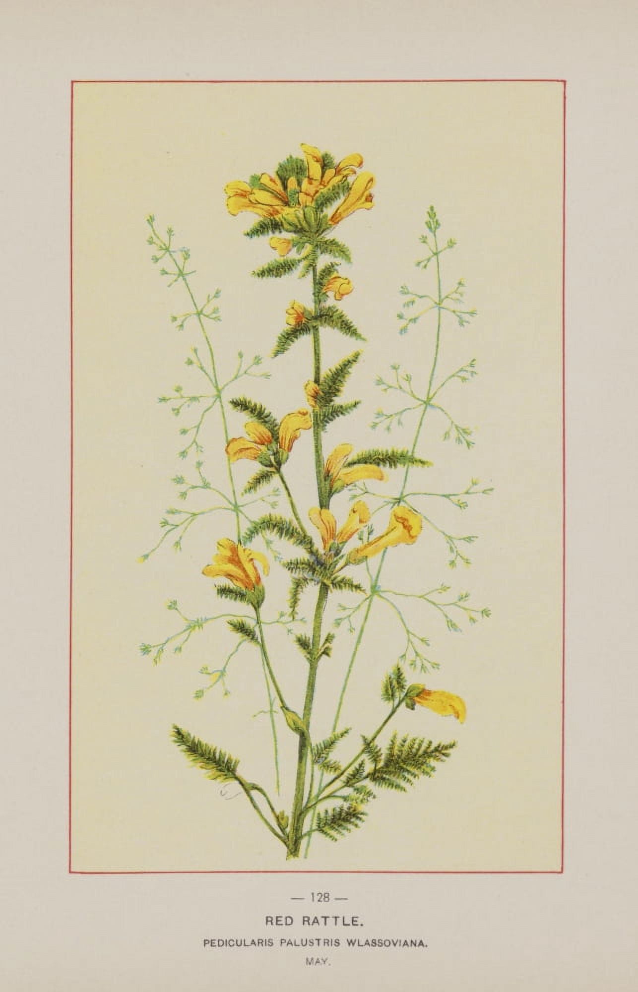 Posterazzi Wild Flowers of America 1894 Red Rattle Canvas Art - Unknown (24 x 36)