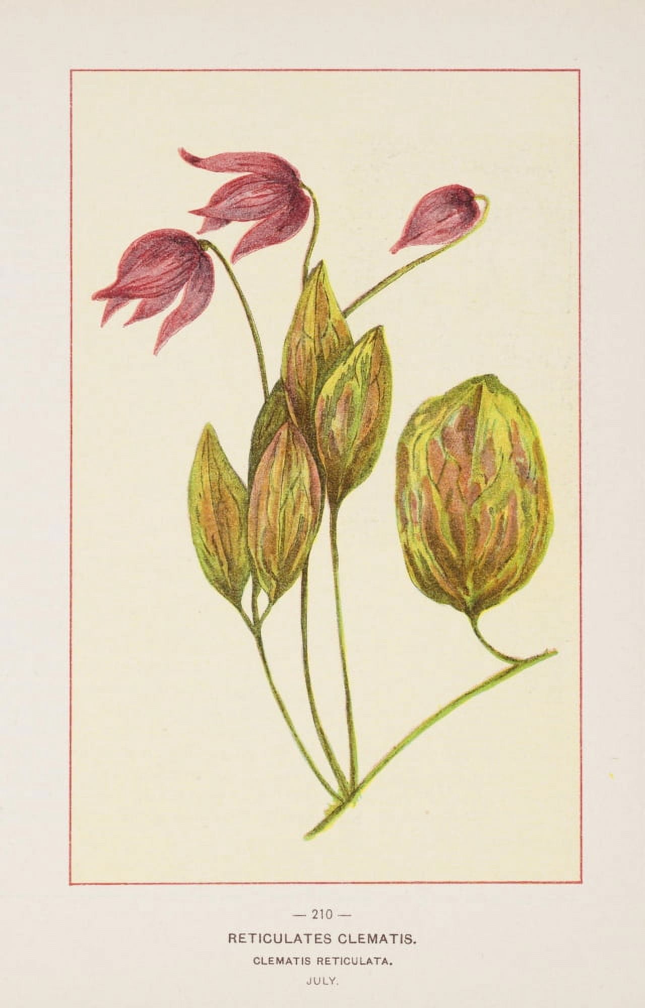 Posterazzi Wild Flowers of America 1894 Reticulated Clematis Canvas Art - Unknown (24 x 36)
