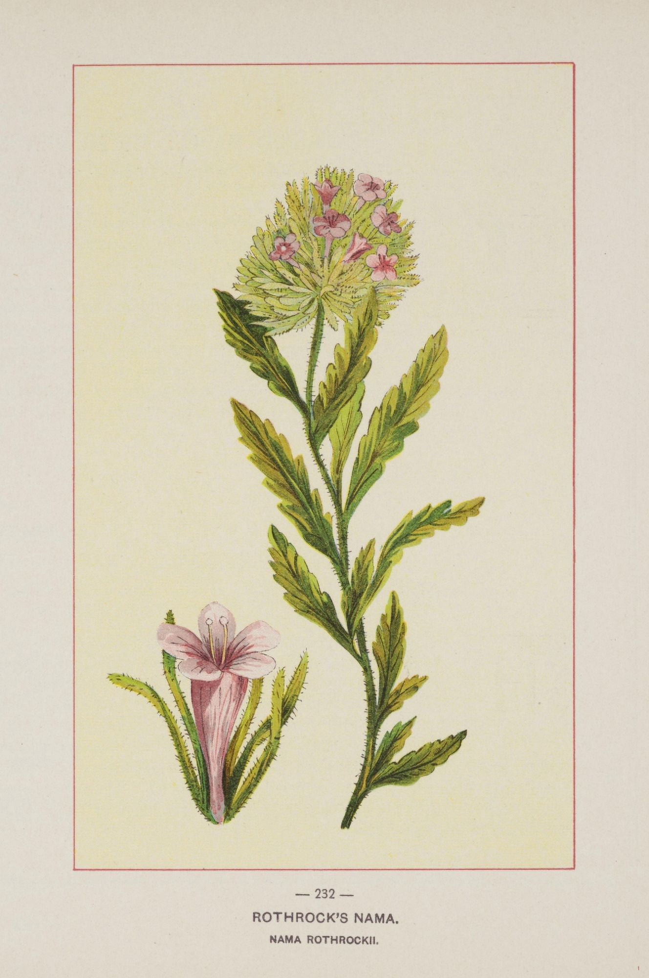 Posterazzi Wild Flowers of America 1894 Rothrocks Nama Canvas Art - Unknown (24 x 36)