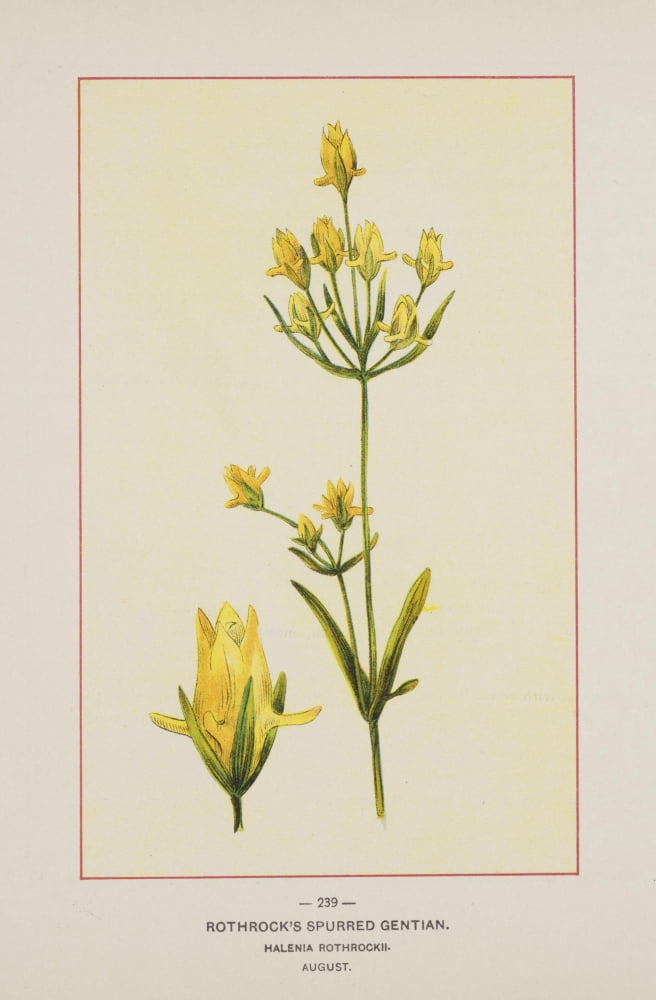 Posterazzi Wild Flowers of America 1894 Rothrocks Spurred Gentian Canvas Art - Unknown (24 x 36)