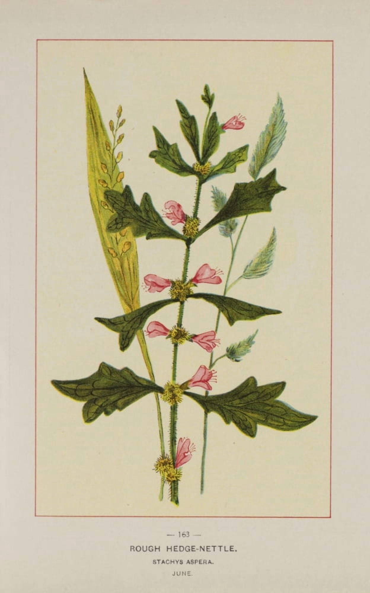 Posterazzi Wild Flowers of America 1894 Rough Hedge-nettle Canvas Art - Unknown (24 x 36)