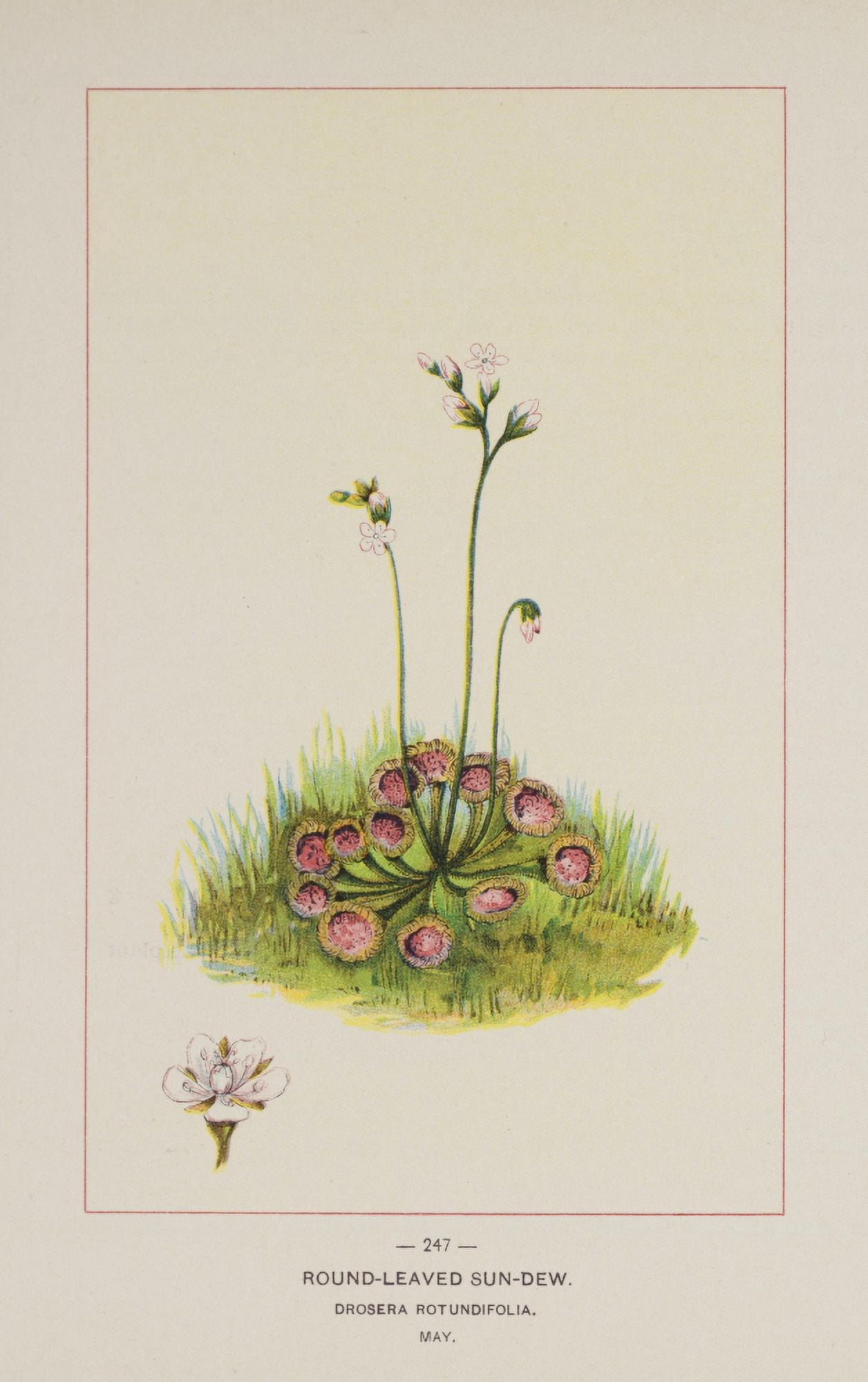 Posterazzi Wild Flowers of America 1894 Round-leaved Sun-dew Canvas Art - Unknown (24 x 36)