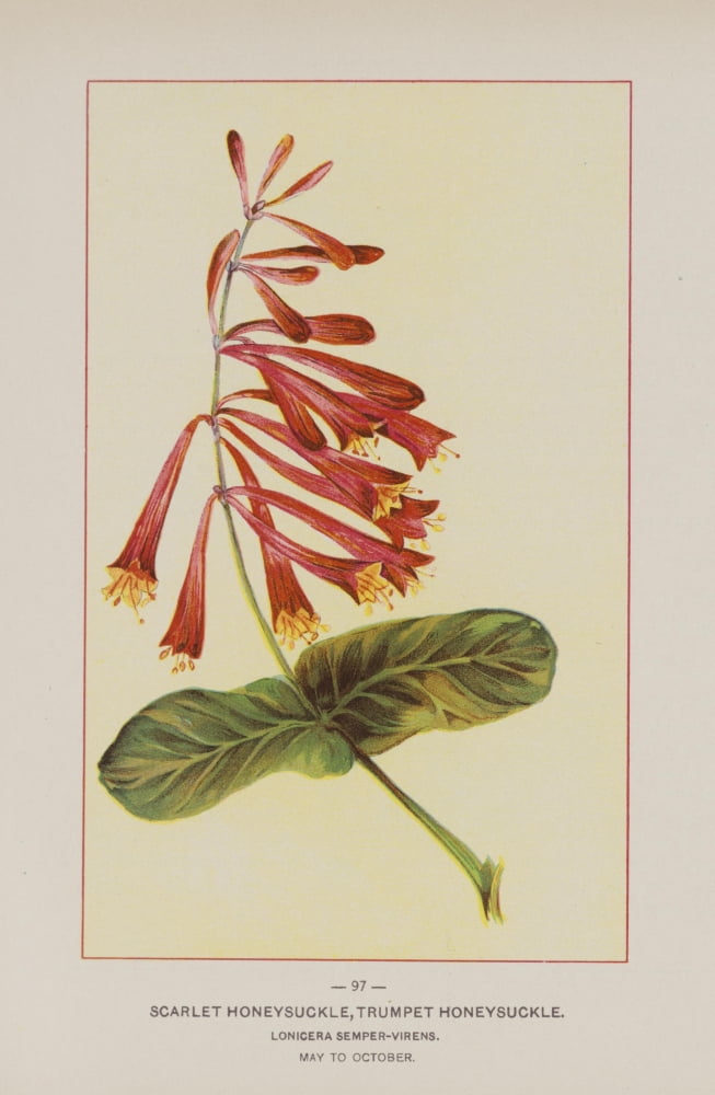 Posterazzi Wild Flowers of America 1894 Scarlet Honeysuckle Canvas Art - Unknown (24 x 36)