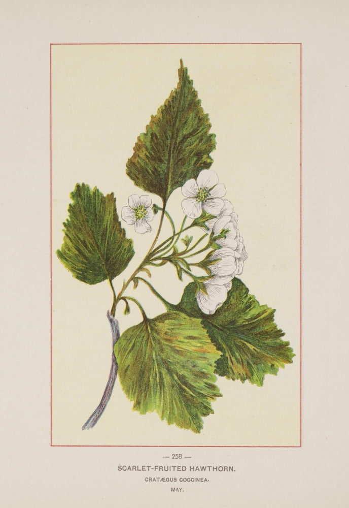 Posterazzi Wild Flowers of America 1894 Scarlet-fruited Hawthorn Canvas Art - Unknown (24 x 36)