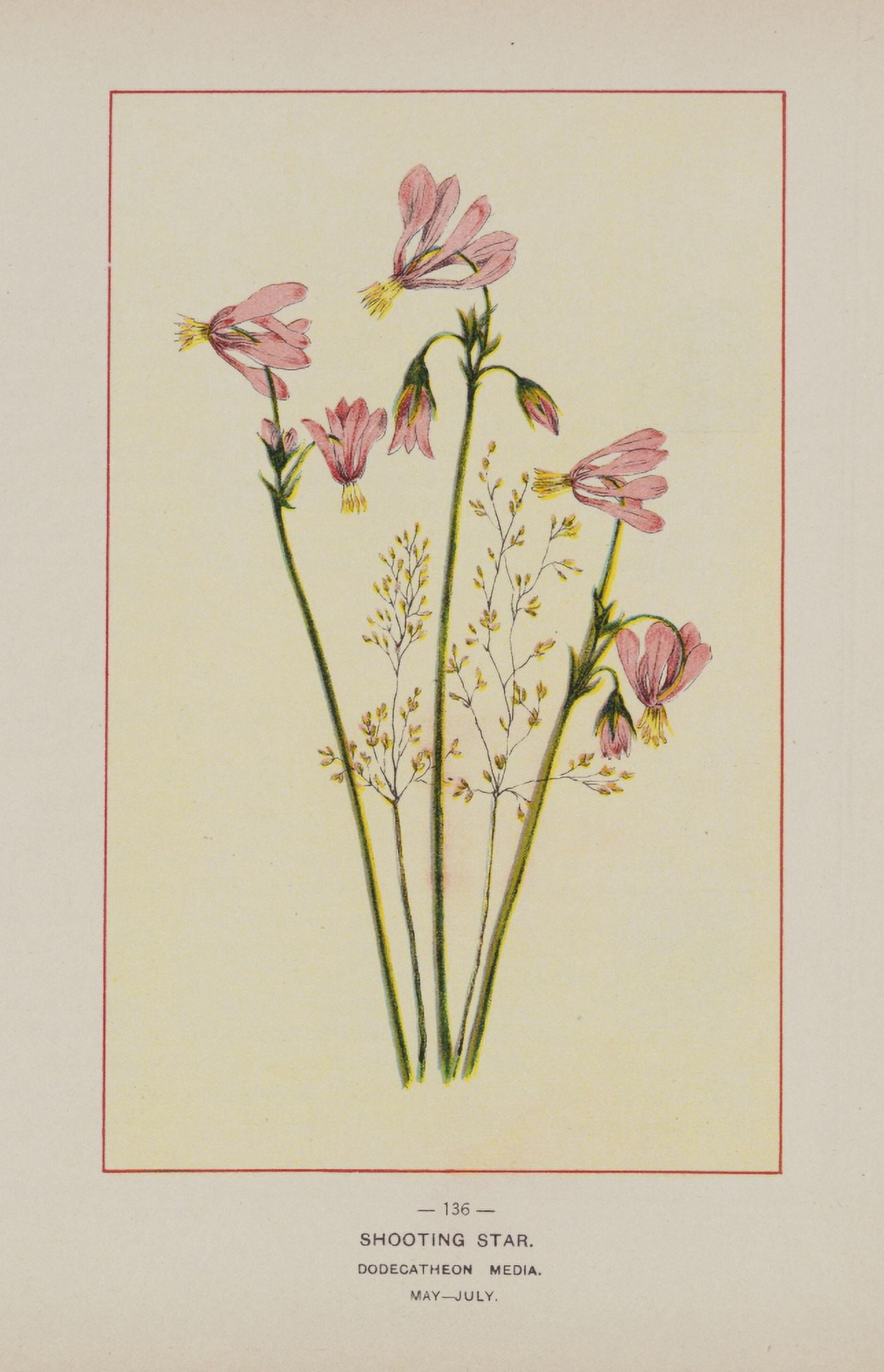 Posterazzi Wild Flowers of America 1894 Shooting Star Canvas Art - Unknown (24 x 36)