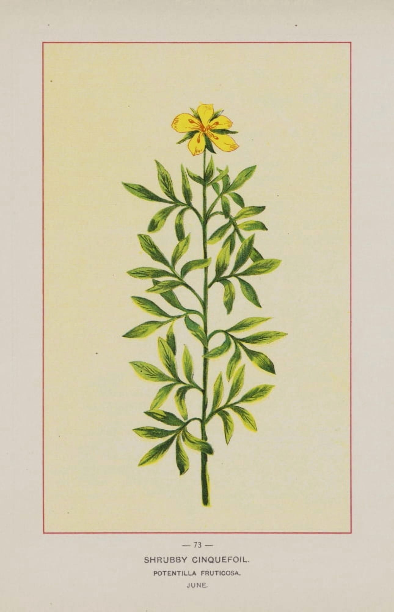 Posterazzi Wild Flowers of America 1894 Shrubby Cinquefoil Canvas Art - Unknown (24 x 36)
