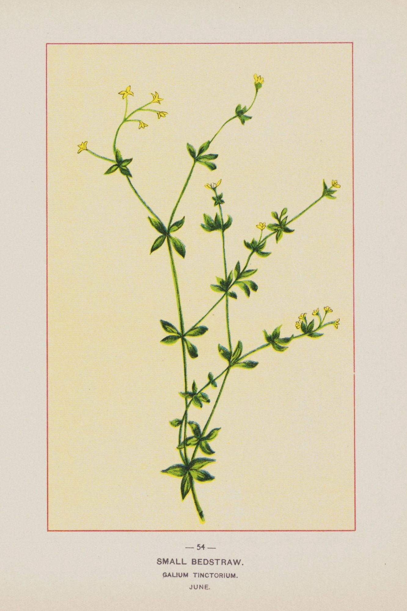 Posterazzi Wild Flowers of America 1894 Small Bedstraw Canvas Art - Unknown (24 x 36)