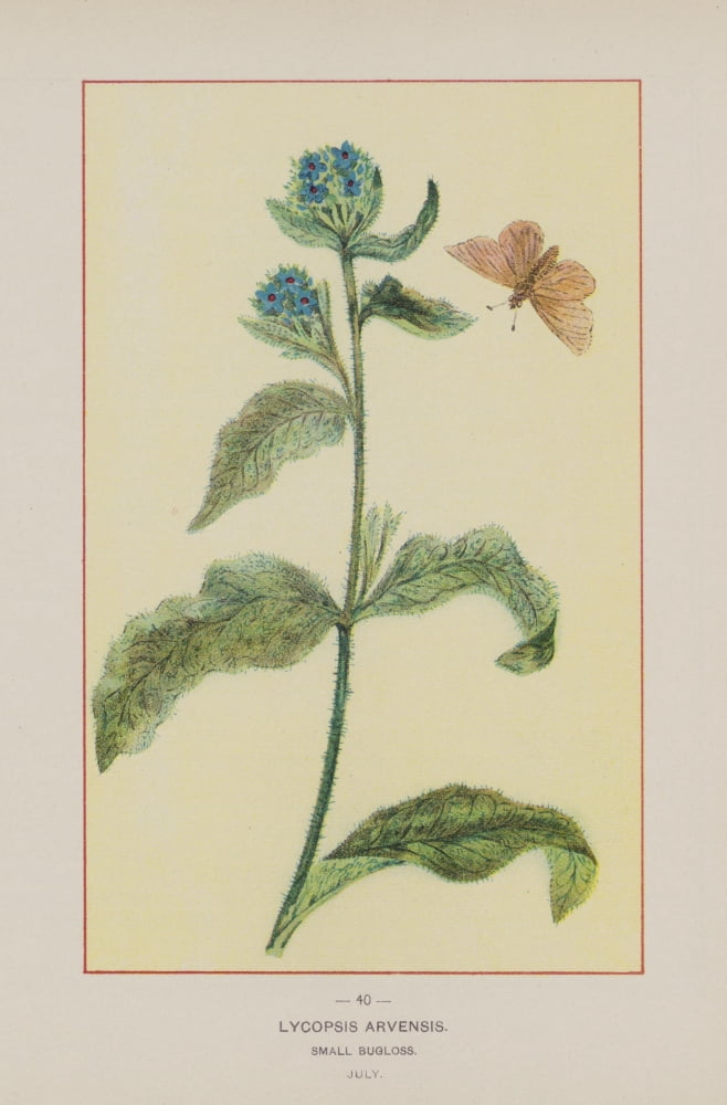Posterazzi Wild Flowers of America 1894 Small Bugloss Canvas Art - Unknown (24 x 36)