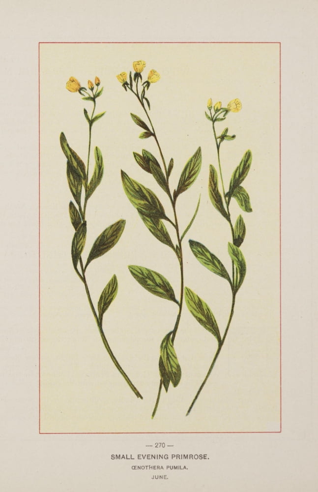 Posterazzi Wild Flowers of America 1894 Small Evening Primrose Canvas Art - Unknown (24 x 36)