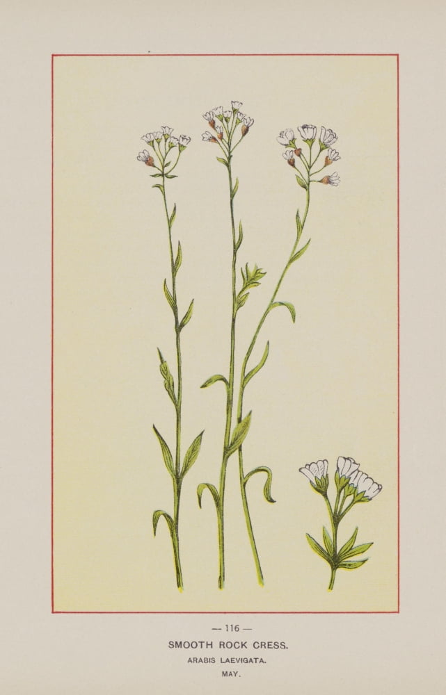 Posterazzi Wild Flowers of America 1894 Smooth Rock Cress Canvas Art - Unknown (24 x 36)