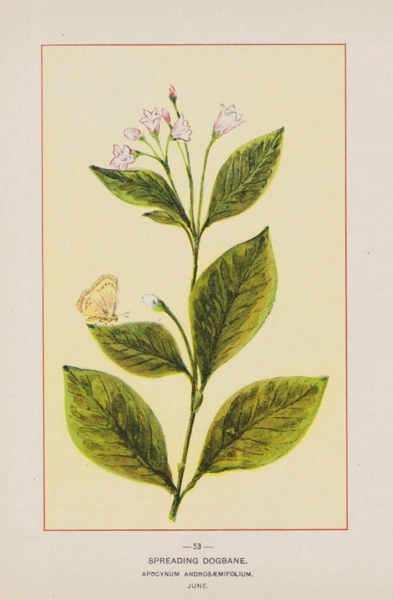 Posterazzi Wild Flowers of America 1894 Spreading Dogbane Canvas Art - Unknown (24 x 36)